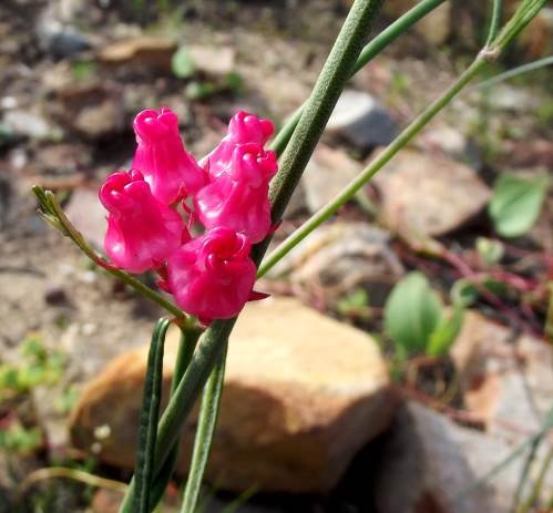 Microloma tenuifolium
