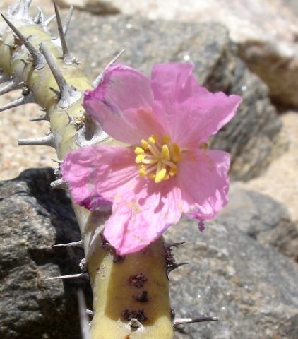 Monsonia patersonii flower, no leaves