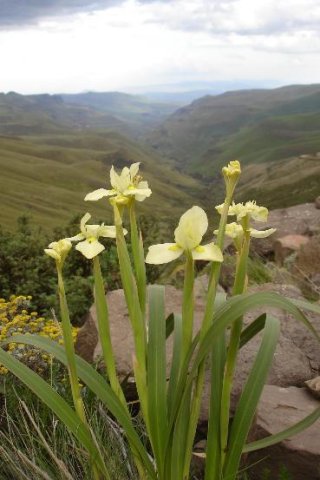 Moraea alticola 