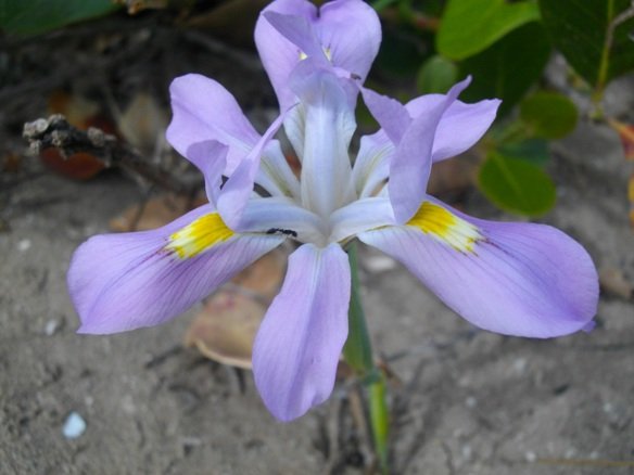 Moraea fugax