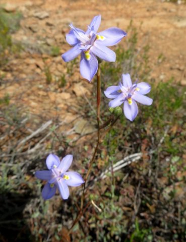 Moraea fugax flowers