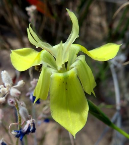 Moraea inconspicua flower less spotted