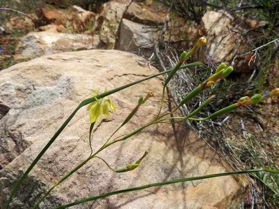 Moraea inconspicua old inflorescence and fruit