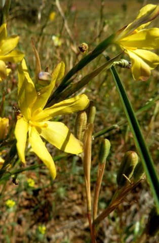 Moraea lewisiae subsp. lewisiae spathes green or dry