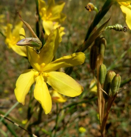 Moraea lewisiae subsp. lewisiae fruit