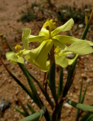 Moraea schlechteri inner flower parts