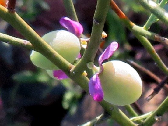 Muraltia spinosa green fruit