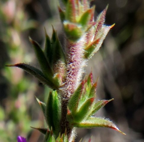 Muraltia squarrosa leaves