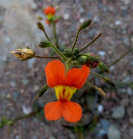 Nemesia
