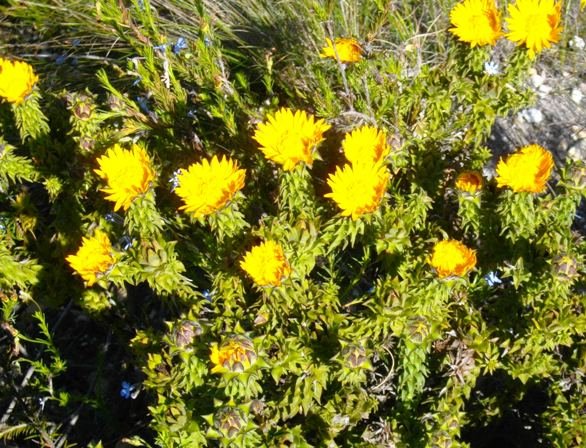Oedera imbricata
