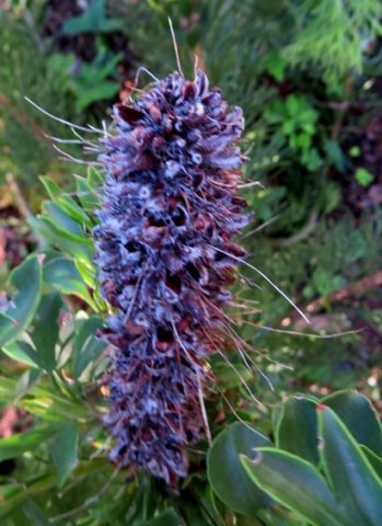 Paranomus reflexus flowers into fruits