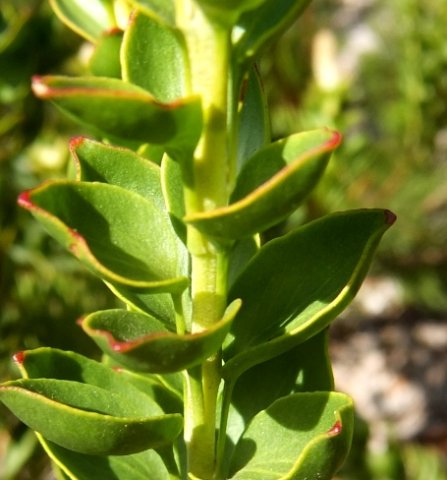 Paranomus reflexus upper leaves
