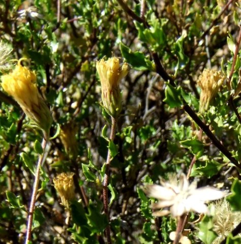 Pegolettia baccaridifolia aging flowerheads