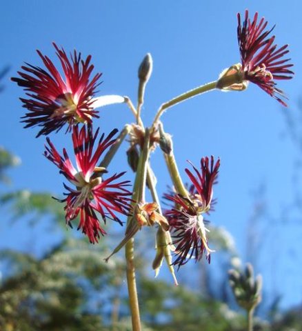 Pelargonium bowkeri friendly or not?