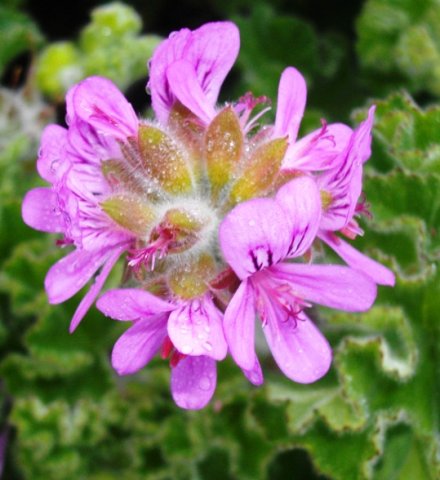 Pelargonium capitatum flowering stages