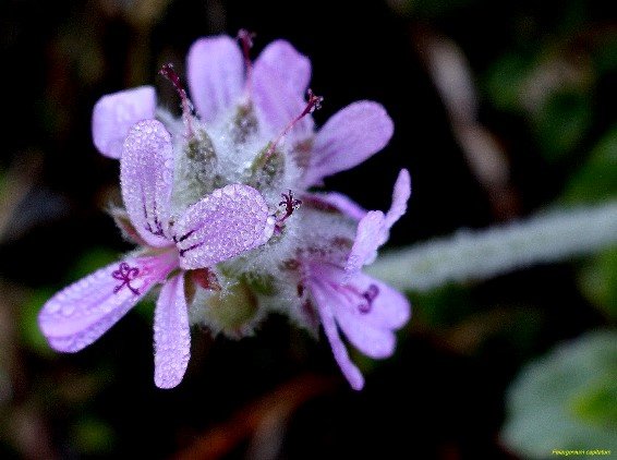 Pelargonium capitatum cute colour