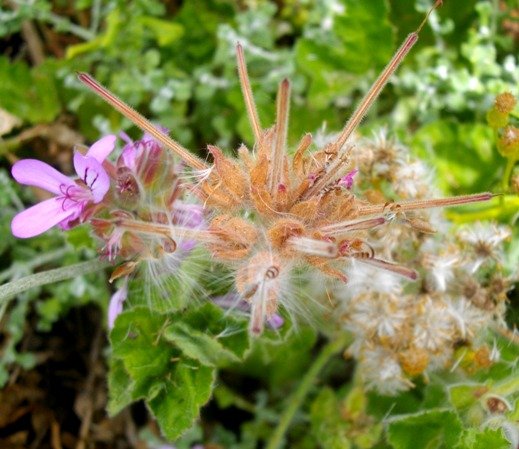 Pelargonium capitatum fruit