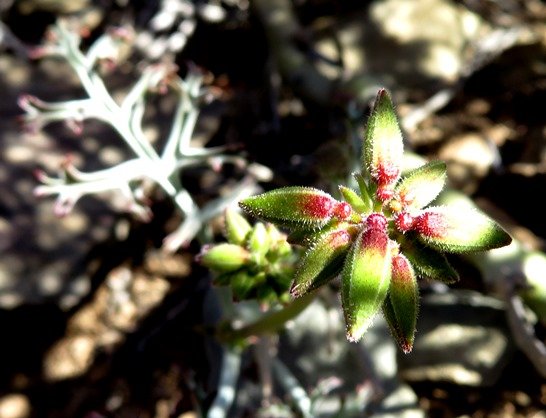 Pelargonium carnosum subsp. carnosum bud umbel from above