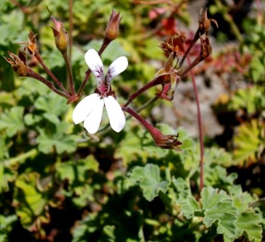 Pelargonium x fragrans, a cultivar