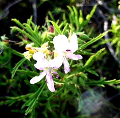 Pelargonium scabrum