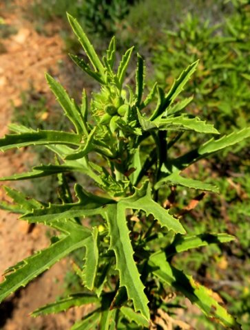 Pelargonium scabrum emergent buds and leaves