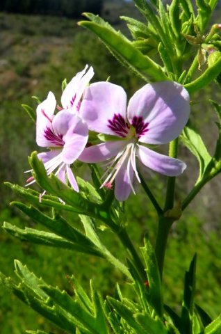 Pelargonium scabrum flower stigma, no anthers