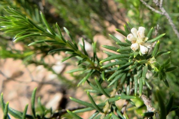 Phylica rigidifolia leaves