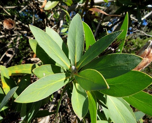 Protea aurea subsp. aurea stem-tip leaves