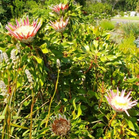 Protea cynaroides