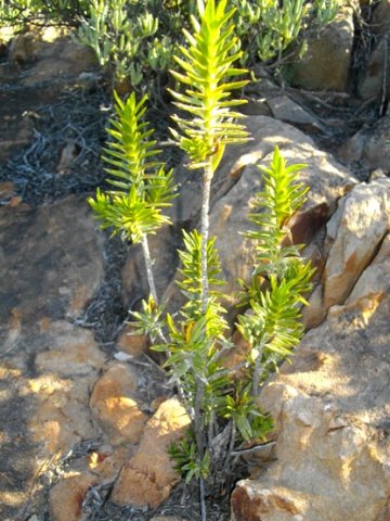 Pteronia fasciculata nestled in rocky abode