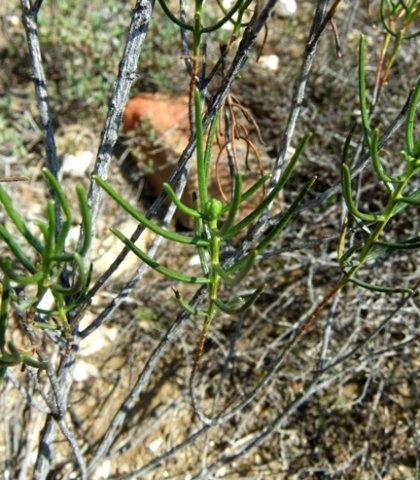 Pteronia flexicaulis