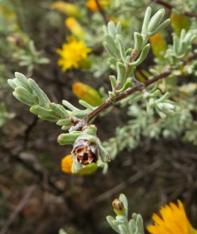 Pteronia incana leaves