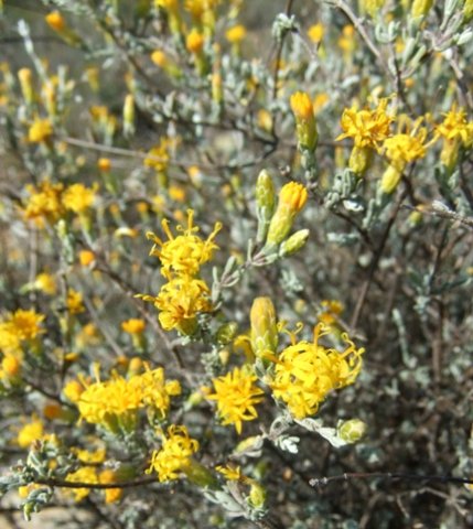 Pteronia incana flowering