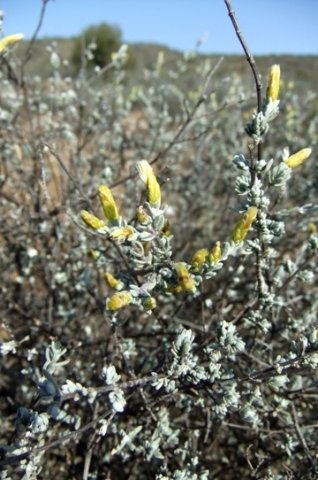 Pteronia incana buds