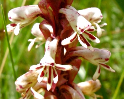 Satyrium cristatum var. longilabiatum twin spurs
