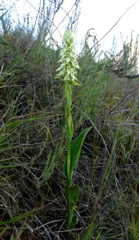 Satyrium trinerve leaves