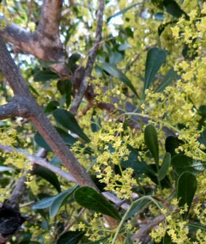 Searsia lucida stems