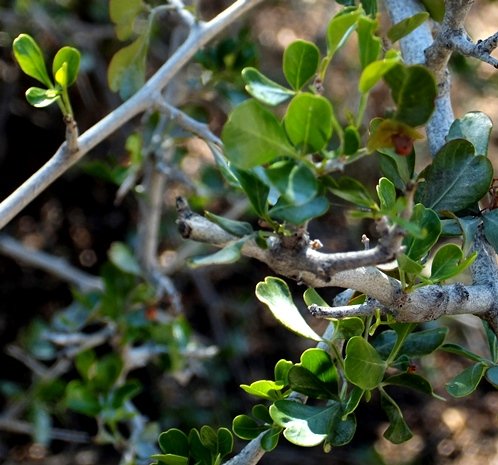Searsia lucida leaves