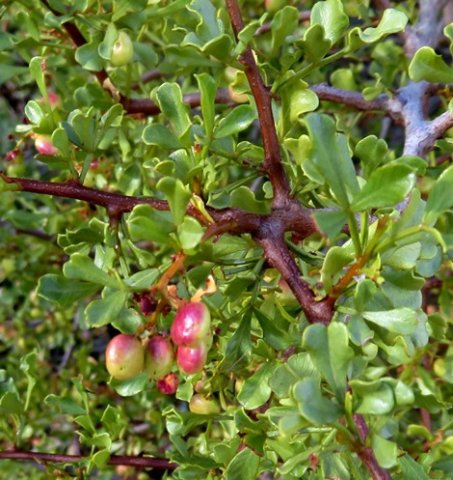 Searsia undulata