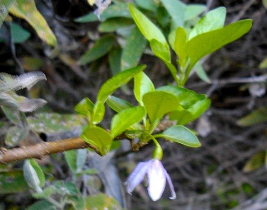 Solanum guineense