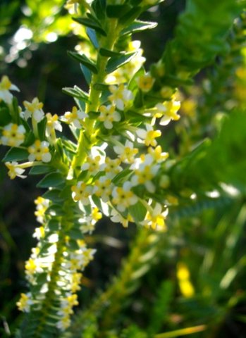 Struthiola striata, one of the roemenaggies