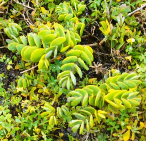 Zygophyllum morgsana