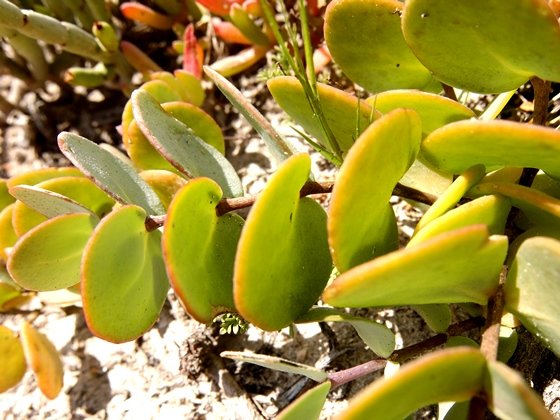 Zygophyllum cordifolium leaf-pairs