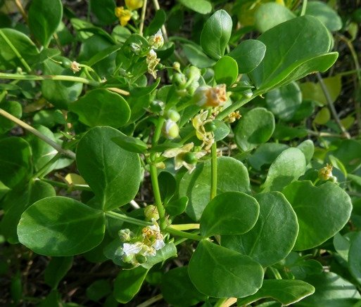 Zygophyllum foetidum leaflet variability
