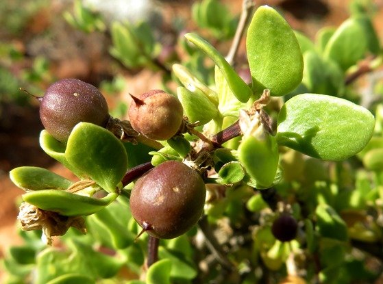 Zygophyllum leptopetalum fruit