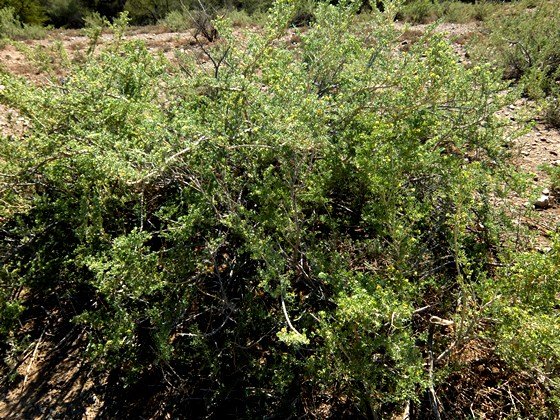 Zygophyllum microcarpum