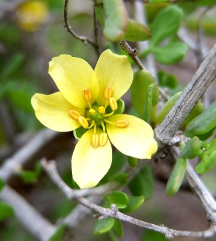 Zygophyllum foetidum unmarked petals