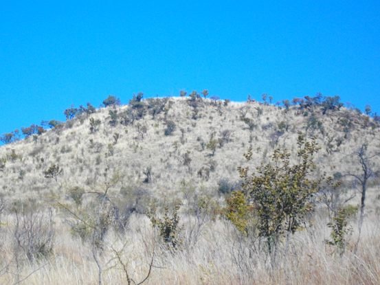Where bushveld meets grassland