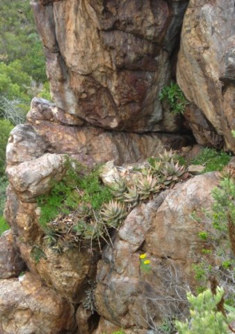Aloe perfoliata quietly spreading