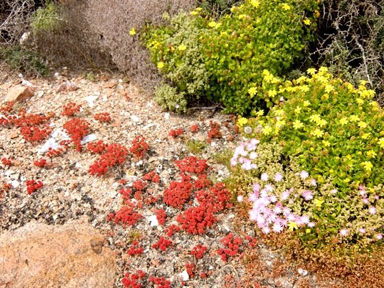 Cineraria and Crassula in a collage